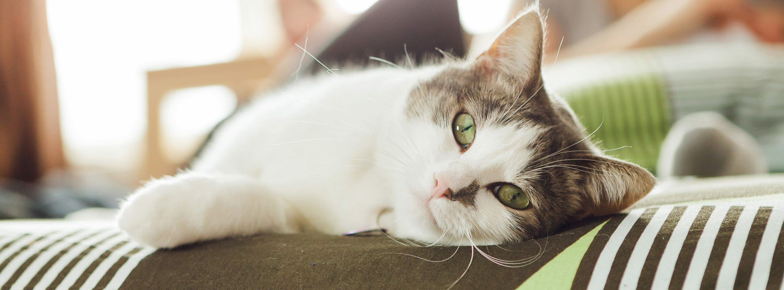 Προμήθειες Για Κατοικίδια Κατάστημα πωλήσεων -Προμήθειες Για Κατοικίδια Κατάστημα πωλήσεων 12525309 10154724222493327 9193010539651994255 o scaled