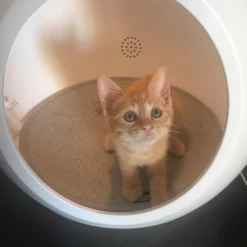 Έξυπνο Σπιτάκι - Κρεβατάκι Γάτας Υψηλής Τεχνολογίας Croci Domus 40x25x38cm -Προμήθειες Για Κατοικίδια Κατάστημα πωλήσεων 2060883 3 1000x1000 1