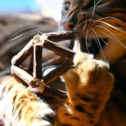 Croci Παιχνίδι Λιχουδιά Γάτας Euphoria Sphere με μπάλα Catnip 8cm 10 Croci Παιχνίδι Λιχουδιά Γάτας Euphoria Sphere με μπάλα Catnip 8cm -Προμήθειες Για Κατοικίδια Κατάστημα πωλήσεων 6098485 3 1000x1000 1