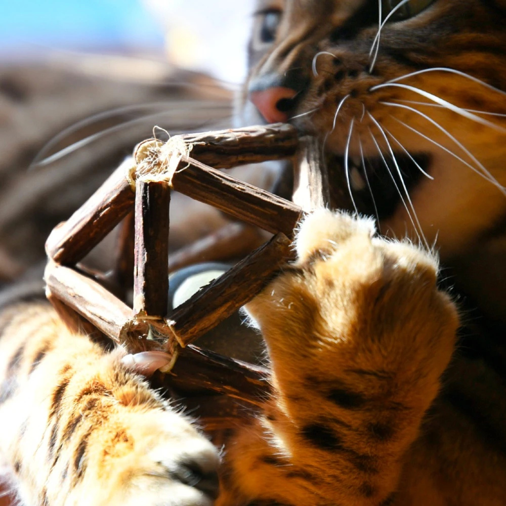 Croci Παιχνίδι Λιχουδιά Γάτας Euphoria Sphere με μπάλα Catnip 8cm 6 Croci Παιχνίδι Λιχουδιά Γάτας Euphoria Sphere με μπάλα Catnip 8cm - Image 4