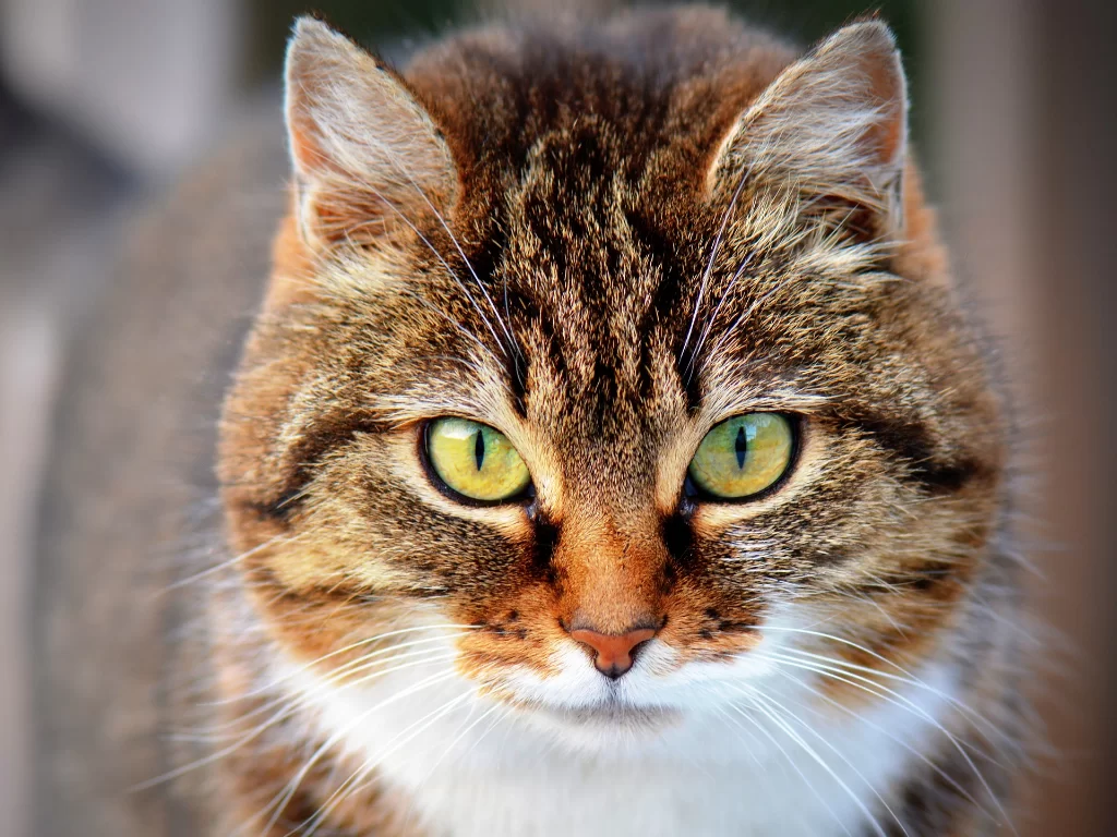 Προμήθειες Για Κατοικίδια Κατάστημα πωλήσεων -Προμήθειες Για Κατοικίδια Κατάστημα πωλήσεων cat 768